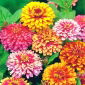 Semi di Zinnia Carrousel Mix - Zinnia elegans - 120 semi - Zinnia elegans fl.pl. dahliaeflora Caroussel