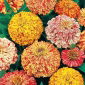 Zinnia elegans - Candy Stripe - 108 semillas - mix