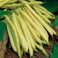 矮性黄色インゲン「バタ」 - Phaseolus vulgaris L. - シーズ