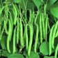 Fagiolo - Processor - Phaseolus vulgaris L. - semi