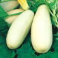 Marrow "Long White Bush 2" - 14 seeds