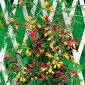Semillas mixtas de la flor de la gloria chilena - Eccremocarpus scaber - 200 semillas
