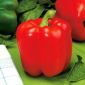 Paprika Roberta Samen - Capsicum annuum - 24 Samen - 