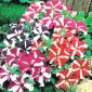 Rose Star Petunia seeds - Petunia hybrida nana compacta - 800 seeds