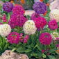 Семена от иглика Примула - Primula denticulata - 600 семена - Penicula denticulata