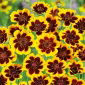 Cosmidium - Cosmidium burridgeanum - Exóticas flores bicolor - Semillas frescas