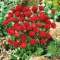 Насіння червоної англійської ромашки - Bellis perennis - 690 насіння