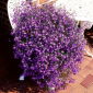 Hänglobelia - karmosinröd - Lobelia erinus var. pendula - Ljusa kaskader, fantastiska i hängkorgar - Färska frön