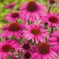 Röd Solhatt - Echinacea purpurea - Djurvänliga sommarblommor - Färska frön