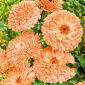 Ringblomma - Apricot Beauty - Calendula officinalis - Gyllene lyster, idealisk för långa arrangemang - Färska frön