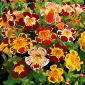 Gyckelblomma - Mimulus tigrinus - Exotiska färger, fantastiska i trädgården - Färska frön