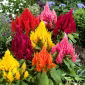 Celosia Plumosa - Dwarf Mixed - Celosia argentea var. plumosa nana - Bright Colours, Summer-Long Beauty - Fresh Seeds