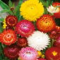Siempreviva - variada - Helichrysum bracteatum - Flores brillantes, ideales para ramos secos - Semillas frescas
