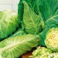 Weißkraut, Weißkohl, Spitzkraut - Express - Extrem früh, Ernte nach 45 Tagen - Samen
