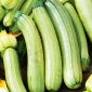 Dovlecel Zucchini - Bianca di Trieste - Fructe în formă de pară, suculente, cu creștere rapidă - Semințe proaspete