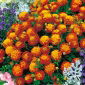 フランスのマリーゴールド "Harmony" - Tagetes patula L. - シーズ