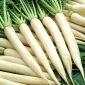 Rabanete - Mino Early - 300 sementes - Raphanus sativus