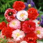 مخلوط مخلوط دانه ذرت - Papaver rhoeas - 9000 دانه