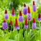 Семена от примула китайска пагода - Primula vialii - 140 семена
