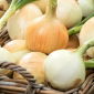 BIO - bílá zimní cibule "Tonda Musona" - certifikovaná bio semena - 500 semen - Allium cepa L.