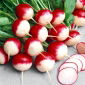 Radish - Krakowianka - Pelleted Seeds - Delicate Spice, Perfect Crunch