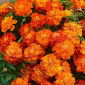 マリーゴールドボレロ種子 - マンジュギクpatulaナナ -  350種子 - Tagetes patula L. - シーズ