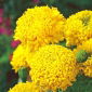 Tagetes - Stor - Fantastic - 90 frön - Tagetes erecta