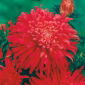 Aster rosso "Flame" a fiore di crisantemo - 500 semi - Callistephus chinensis
