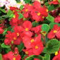 Wax Begonia frø - Begonia semperflorens - 1200 frø - Begonia × semperflorens-cultorum hort.