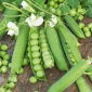 Bio - Sugar snap pea - certified organic seeds