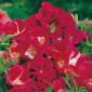 Adiós a la primavera, Godetia, Clarkia amoena - 1500 semillas - Godetia grandiflora