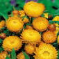 Høststråblomst - laks - 700 frø - Xerochrysum bracteatum