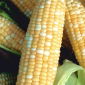 Mais Dolce - Ramondia - 1 semi - Zea mays convar. saccharata var. Rugosa
