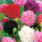 خشخاش تریاک - ترکیب دوقلو گل؛ خشخاش گسترده - 1000 دانه - Papaver somniferum