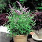 Horse mint - 1200 seeds