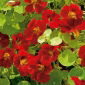 Vườn nasturtium "Viên ngọc Mahogany", cải xoong Ấn Độ, cải xoong nhà sư - giống phát triển thấp - 40 hạt - Tropaeolum majus nanum "Mahogany Jewel"