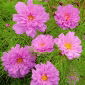 Kerti kozmosz "Rose Bonbon" - rózsaszín fajta; Mexikói aster - 75 mag - Cosmos bipinnatus - magok
