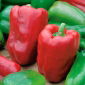 Paprika 'Lena'