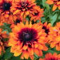 Susan de ojos negros "Cherokee Sunset" - bicolor - 1500 semillas - Rudbeckia hirta