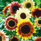 Girasol - Fantasia - Helianthus annuus - semillas