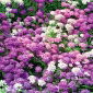 Jardín candytuft, globo candytuft "Tetra Mercury" - 800 semillas - Iberis umbellata