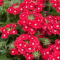 Garden verbena - rode bloemen met een witte stip; tuin vervain - 120 zaden - Verbena x hybrida