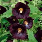 بذور بذور الخطبة السوداء - Althaea rosea var. nigra - 35 بذور - Alcea rosea var. Nigra - ابذرة