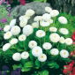 Насіння англійської ромашки - Bellis perennis - 690 насіння