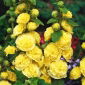 เมล็ดสีเหลืองคู่ของ Hollyhock Chater - Althaea rosea fl PL - 50 เมล็ด - Alcea