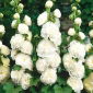 Malva Real - blanco - Alcea rosea - Grandes bellezas blancas puras - Semillas frescas