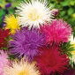 Aster - Needle - Mixed - Callistephus chinensis - Eye-Catching Needle-Like Blooms - Fresh Seeds