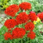 Goštautinė gaisrena - raudona - (Lychnis chalcedonica) - Ryškūs žiedai, puikiai tinka saulėtiems sodams - Šviežios sėklos