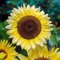 חמניות לימון המלכה זרעים - Helianthus annuus - 20 זרעים - Helianthus annus ‘Lemon Queen'