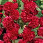 Malva Real - rojo - Alcea rosea - Flores rojas altas, majestuosas y llamativas - Semillas frescas